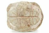 Inflated Fossil Tortoise (Stylemys) - South Dakota #355959-7